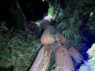 偷紫檀木偷到国家保留林里去了？泰国3人被抓