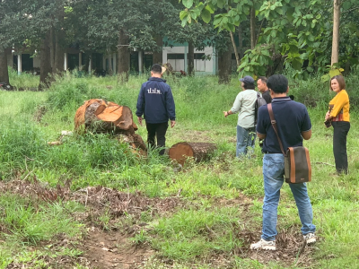 学校23棵树遭砍引争议！泰国警方将涉校长案移交反腐机构