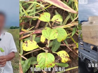 听AI建议喷洒农药，安徽农户150亩芝麻一夜枯萎！