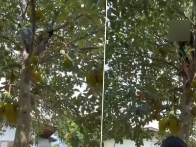 泰国男子见警方上门爬树躲藏，身上查获41粒疯药