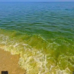 查安海滩海水呈绿色,水质仍安全可游泳