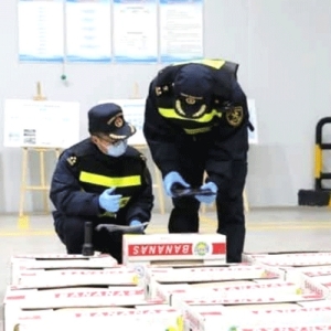 中老铁路开通,老挝香蕉直入中国市场