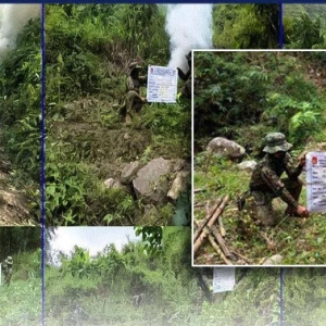 菲律宾铲除北部山区数万株大麻，价值近3000万比索！