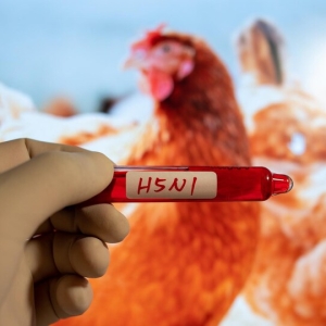 H5N1儿童病例再现，柬埔寨三岁男童感染