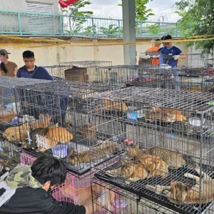 越南严打非法猫肉交易！特大黑产落网拉响溯源合规警报