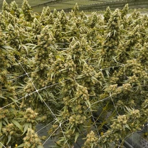 又是泰国源头？印尼直接查出3.37吨大麻大案