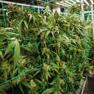 泰国大麻生意要变天了？政府开始全面检查种植场