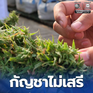 泰国大麻政策收紧！购买大麻花须凭处方，违规最高判10年