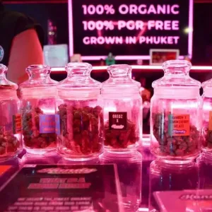 泰国大麻监管越来越严！普吉两家店违规营业被抓