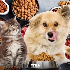 泰国宠物食品出口创新高，2025年位居全球第二！
