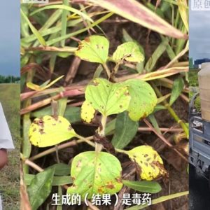 听AI建议喷洒农药，安徽农户150亩芝麻一夜枯萎！