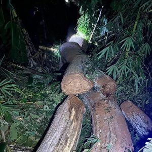 偷紫檀木偷到国家保留林里去了？泰国3人被抓