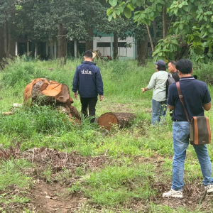 学校23棵树遭砍引争议！泰国警方将涉校长案移交反腐机构