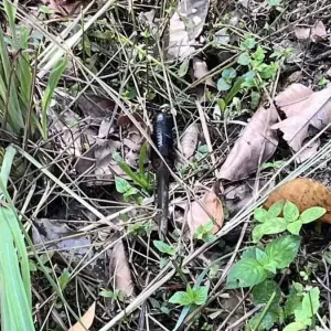 积怨多年终于爆发！泰国两男子持刀互斗酿1死1重伤