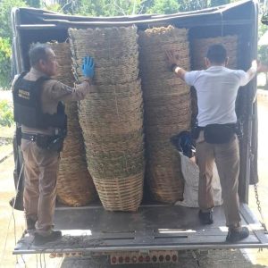 竹篮里竟全是冰毒！泰国十轮卡车运输700万颗毒品被查