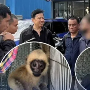 以为是来交货！柬埔寨男子带犀鸟、长臂猿到曼谷油站被抓