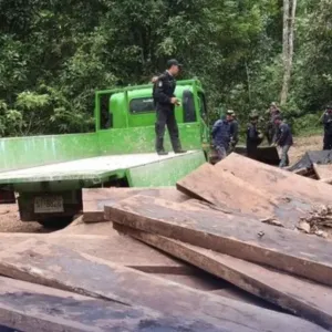 泰国乌姆庞保护区查获65块紫檀木，涉案价值逾45万泰铢